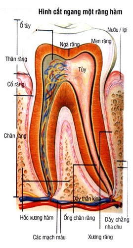 BỆNH NHA CHU LÀ GÌ?