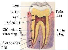 CÁC KHÁI NIỆM LIÊN QUAN ĐẾN NỘI NHA